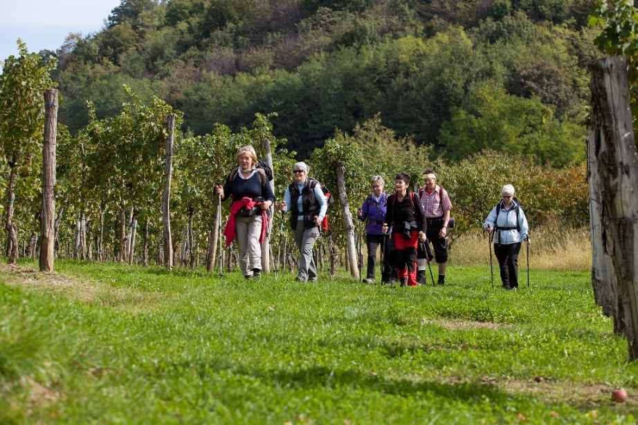 Walking amongst the vineyards